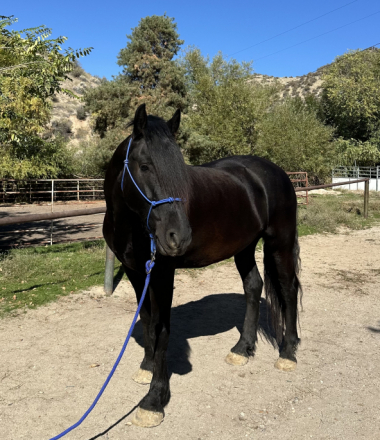 HorseID: 2297730 Axle - PhotoID: 1092979