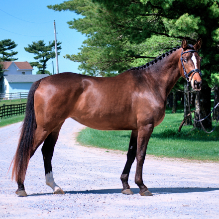 HorseID: 2297999 Hopscotch TF - PhotoID: 1093797