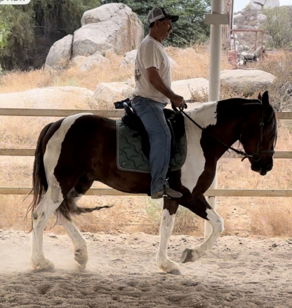 HorseID: 2298234 Gitano - PhotoID: 1093535