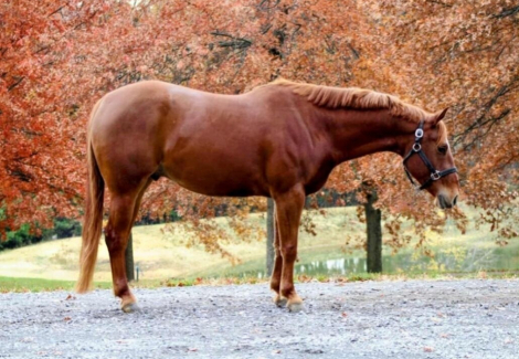 HorseID: 2298497 Invite The Batman - PhotoID: 1092773