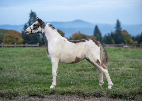 HorseID: 2298662 Apaches Colorful Spirit - PhotoID: 1092901