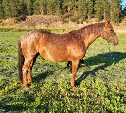 HorseID: 2298678 RK The Cats Meow - PhotoID: 1090717