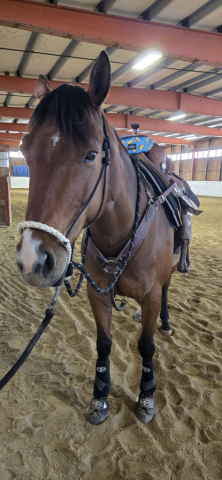 HorseID: 2298769 Rocn That Encore - PhotoID: 1093902