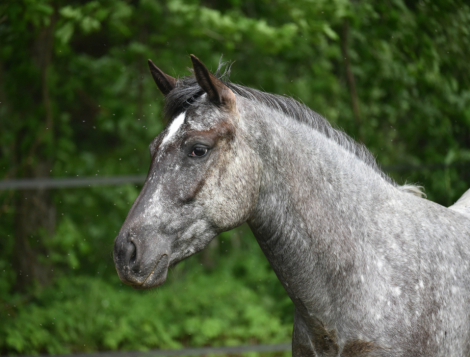 HorseID: 2299365 BVR Mis ShadowMoonLeager - PhotoID: 1093590