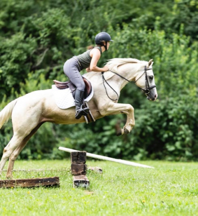 HorseID: 2299416 TicTac - PhotoID: 1093773