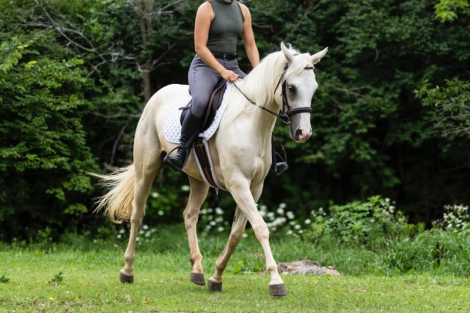 HorseID: 2299416 TicTac - PhotoID: 1093774