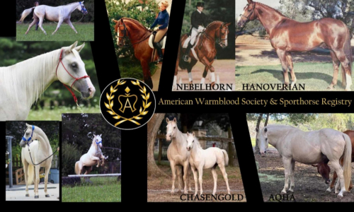 HorseID: 2299416 TicTac - PhotoID: 1093776