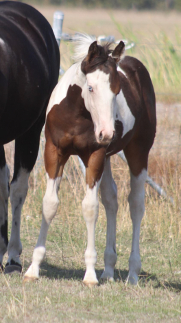 HorseID: 2299426 Gunsapphire - PhotoID: 1093341