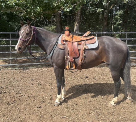 HorseID: 2299599 Lexylicious - PhotoID: 1080868