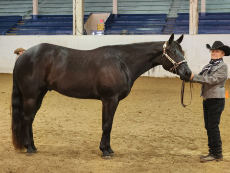 HorseID: 2299640 Ima Spotless Hunter - PhotoID: 1080914