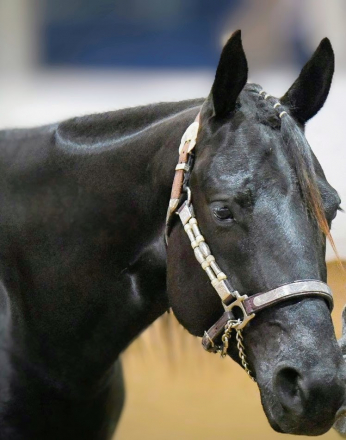 HorseID: 2299640 Ima Spotless Hunter - PhotoID: 1081079