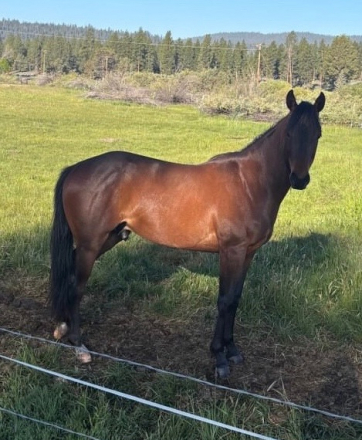 HorseID: 2299836 Driftin French Bully - PhotoID: 1093676