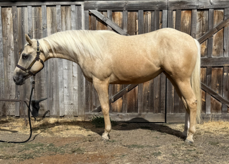 HorseID: 2300077 New Phone HOO Dis - PhotoID: 1092918