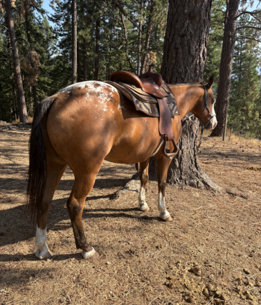 HorseID: 2300126 Splash - PhotoID: 1093851