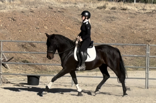 HorseID: 2300352 Lorenzo - PhotoID: 1081817