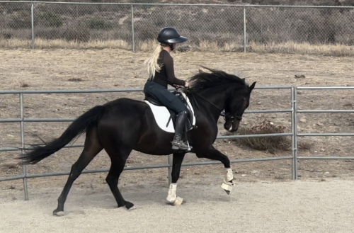 HorseID: 2300352 Lorenzo - PhotoID: 1081820