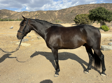 HorseID: 2300352 Lorenzo - PhotoID: 1093216