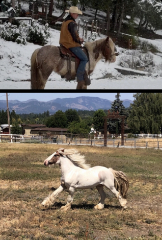 HorseID: 2300355 PF Second Down - PhotoID: 1093863