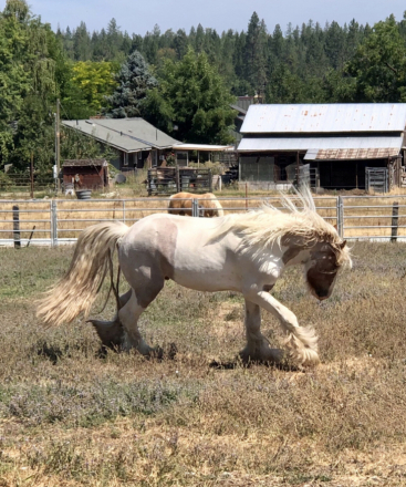 HorseID: 2300355 PF Second Down - PhotoID: 1093864