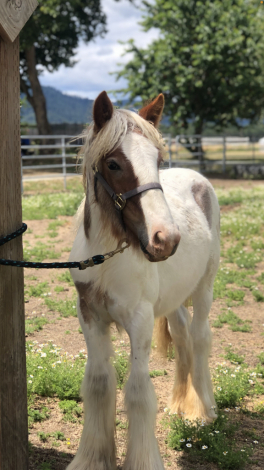 HorseID: 2300355 PF Second Down - PhotoID: 1093866