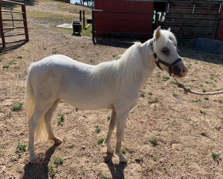 HorseID: 2300719 Bullock Corner Cherries Jubilee - PhotoID: 1093423