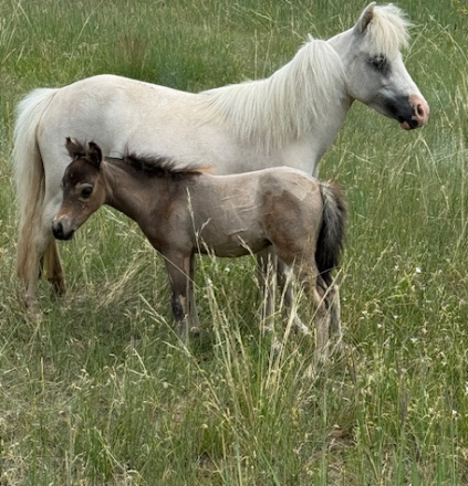 HorseID: 2300719 Bullock Corner Cherries Jubilee - PhotoID: 1093424