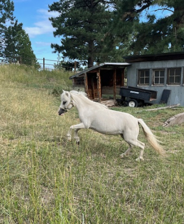 HorseID: 2300719 Bullock Corner Cherries Jubilee - PhotoID: 1093425