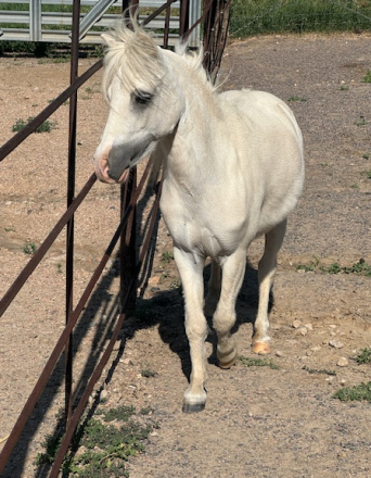 HorseID: 2300719 Bullock Corner Cherries Jubilee - PhotoID: 1093426