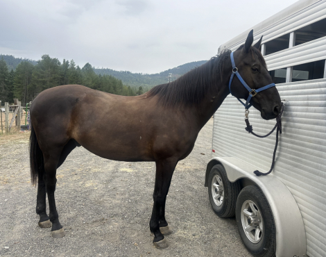 HorseID: 2300728 rocking apollos chariot - PhotoID: 1094022