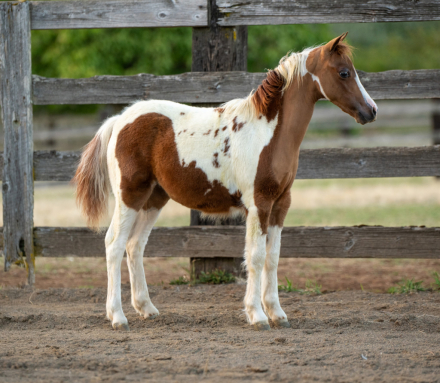 HorseID: 2300820 PF Reign In Red - PhotoID: 1092818