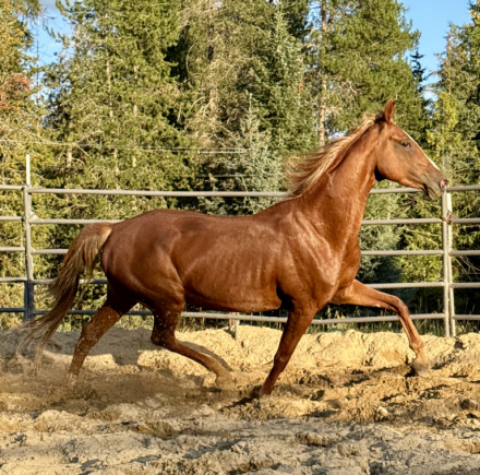 HorseID: 2301033 Dream Ticket - PhotoID: 1094063