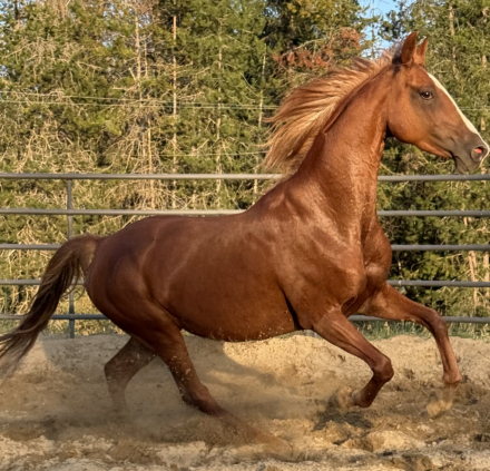 HorseID: 2301033 Dream Ticket - PhotoID: 1094064