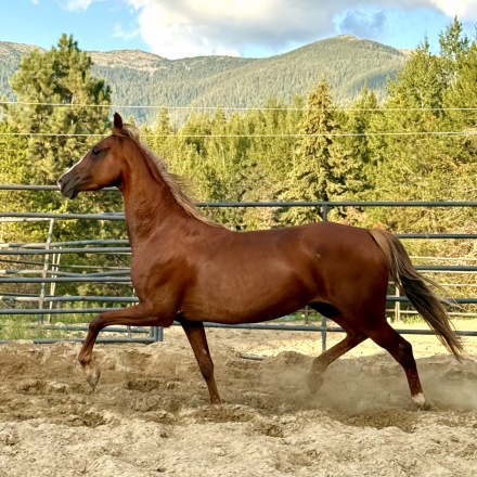 HorseID: 2301033 Dream Ticket - PhotoID: 1094065