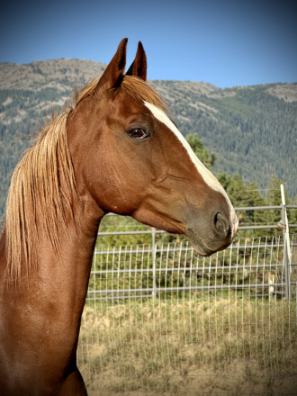 HorseID: 2301033 Dream Ticket - PhotoID: 1094066