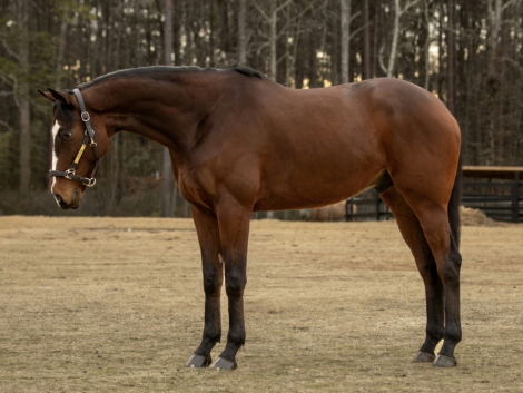 HorseID: 2301169 Southern Civility - PhotoID: 1093325