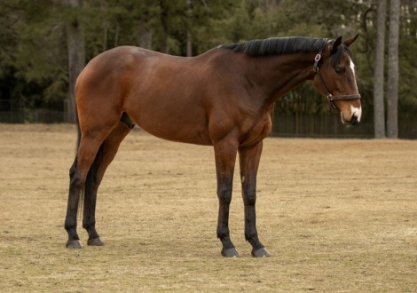 HorseID: 2301169 Southern Civility - PhotoID: 1093326