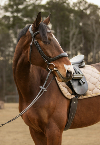 HorseID: 2301169 Southern Civility - PhotoID: 1093327