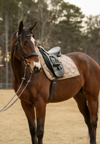 HorseID: 2301169 Southern Civility - PhotoID: 1093328