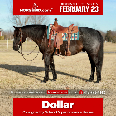 HorseID: 2301482 Crowns blue Jo Jo - PhotoID: 1083532