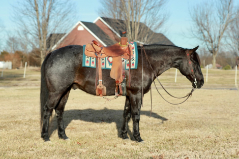 HorseID: 2301482 Crowns blue Jo Jo - PhotoID: 1083533