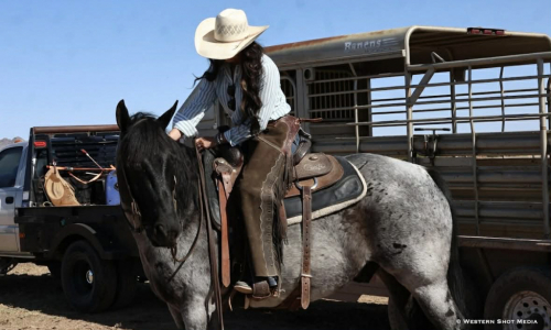 HorseID: 2301482 Crowns blue Jo Jo - PhotoID: 1083534