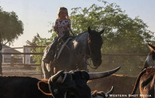 HorseID: 2301482 Crowns blue Jo Jo - PhotoID: 1083535