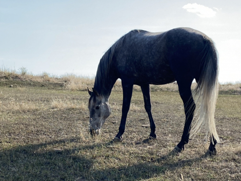 HorseID: 2301484 Smoke - PhotoID: 1092939