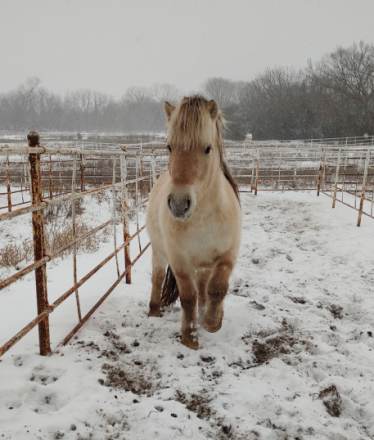 HorseID: 2301637 Sunrise - PhotoID: 1092783