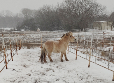 HorseID: 2301637 Sunrise - PhotoID: 1092784