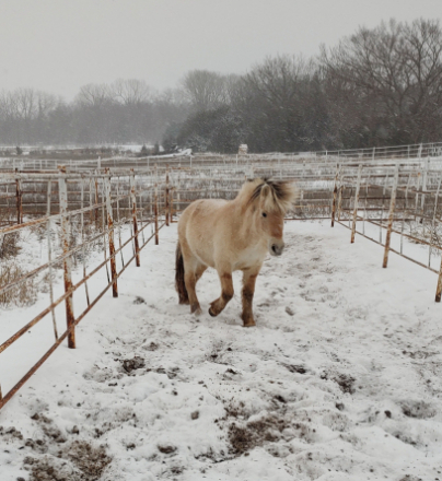 HorseID: 2301637 Sunrise - PhotoID: 1092785