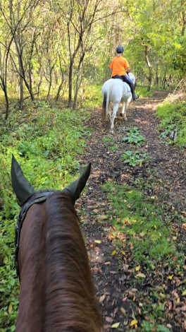 HorseID: 2301680 Versary Blue Bonnet - PhotoID: 1093394