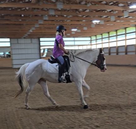 HorseID: 2301680 Versary Blue Bonnet - PhotoID: 1093395