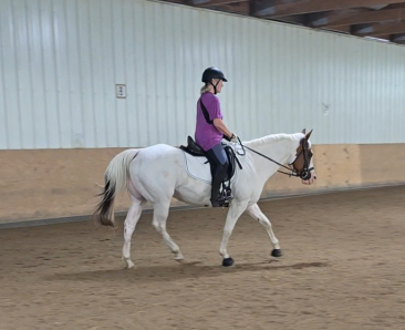 HorseID: 2301680 Versary Blue Bonnet - PhotoID: 1093396