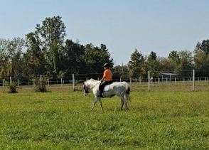 HorseID: 2301680 Versary Blue Bonnet - PhotoID: 1093397
